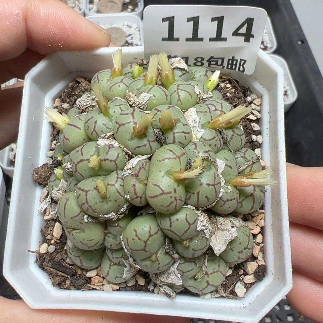 【闪购商品】1114……