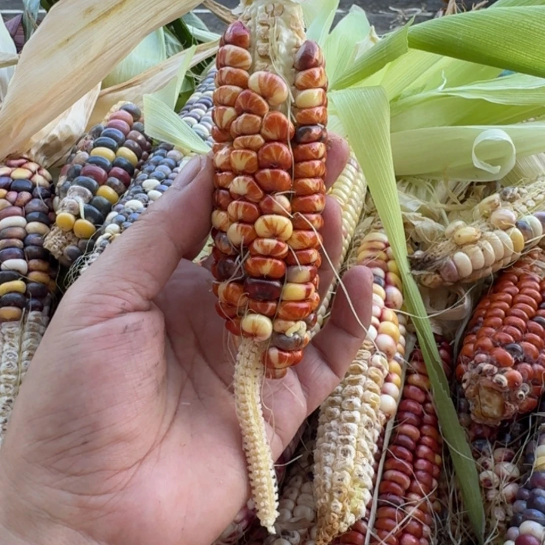 悠***号柏香籽/百香籽吊坠