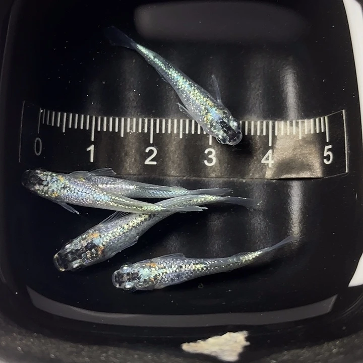 青鳉鱼妖精5条，008号，满15包邮，可叠单