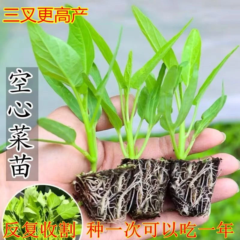 空心菜秧苗带根三叉空心菜苗大叶空心菜秧苗带土小叶空心菜带根苗