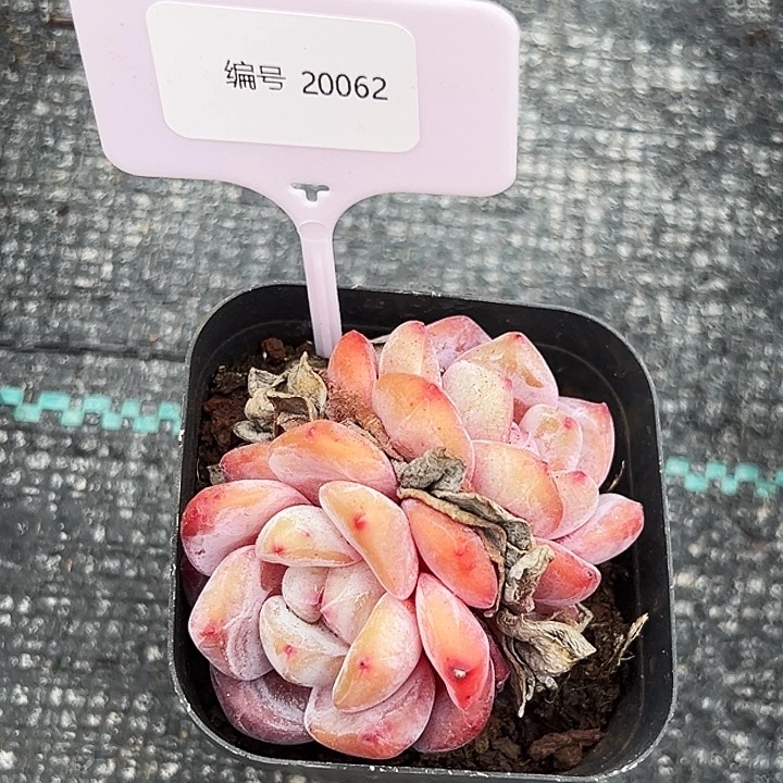 要***昏     糖心      20062号