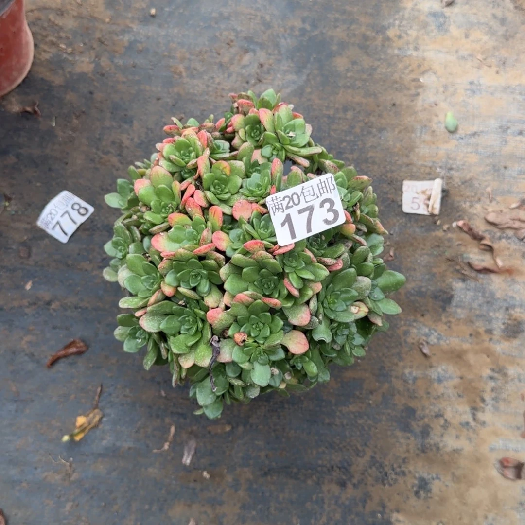 小狐狸173满20包邮断枝不包瑕疵