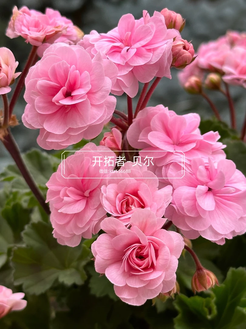 俄罗斯进口天竺葵四季开花品种：贝尔