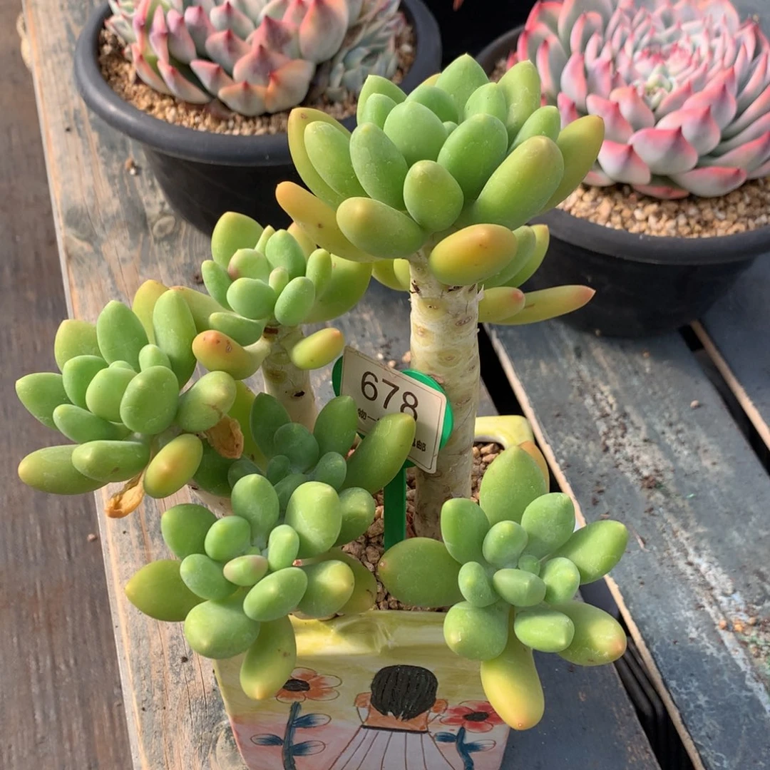 金蝉老桩无砍一物一拍678