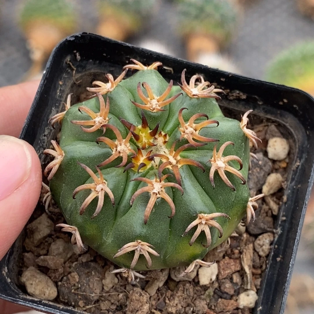 植播园艺661猫爪圆盘