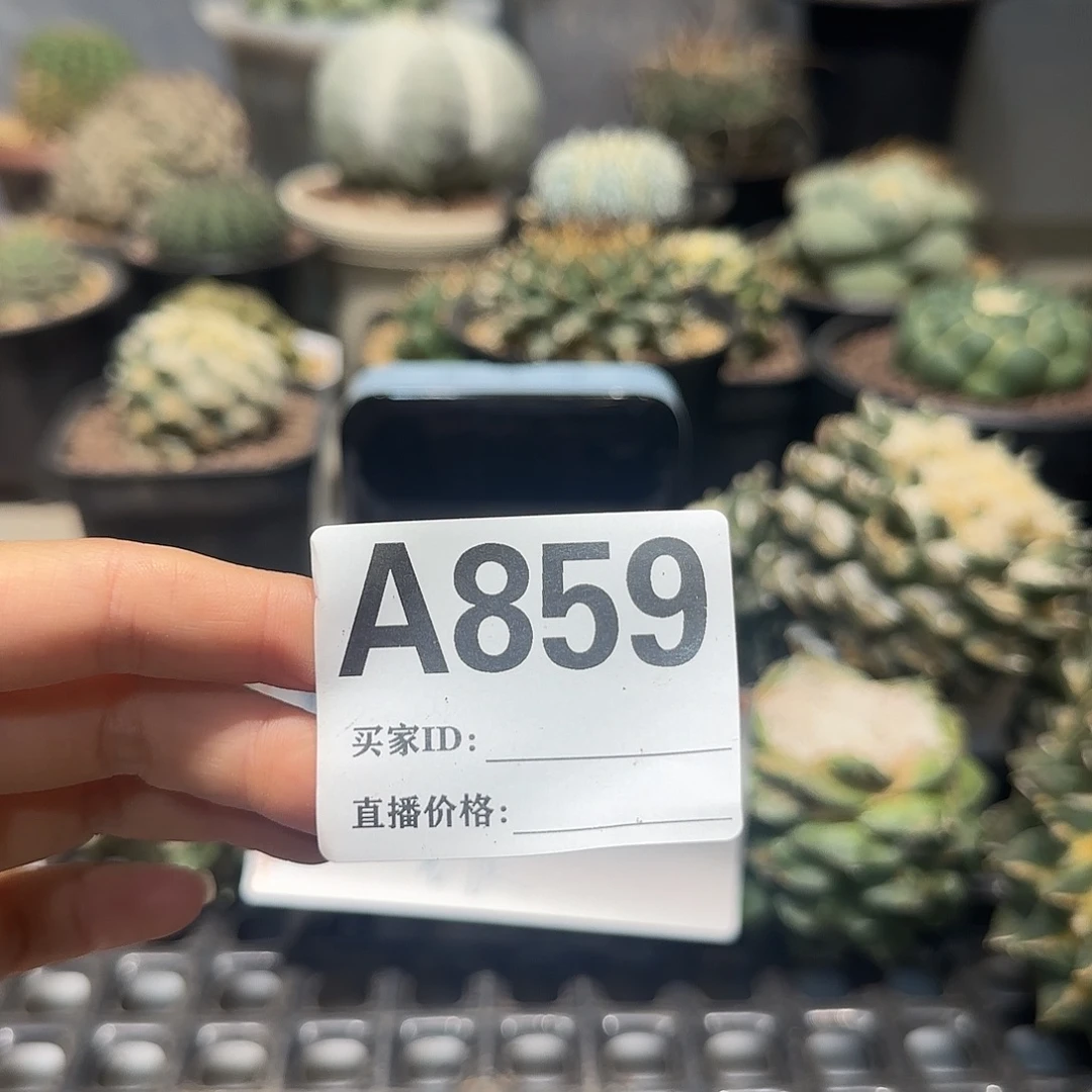 哇***塞实生仙人球特价一颗