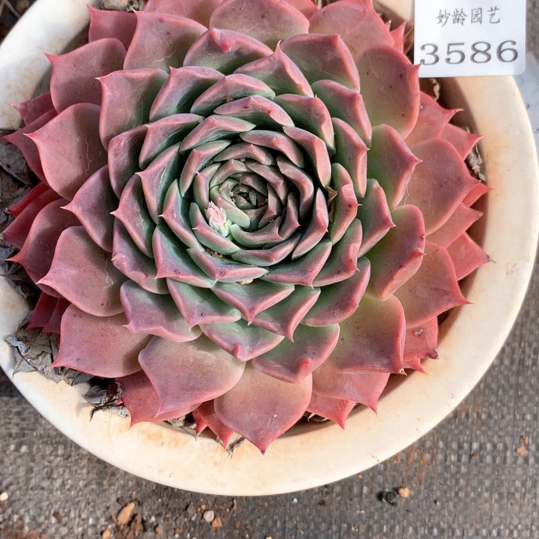 清****༇3586杂交多肉植物园