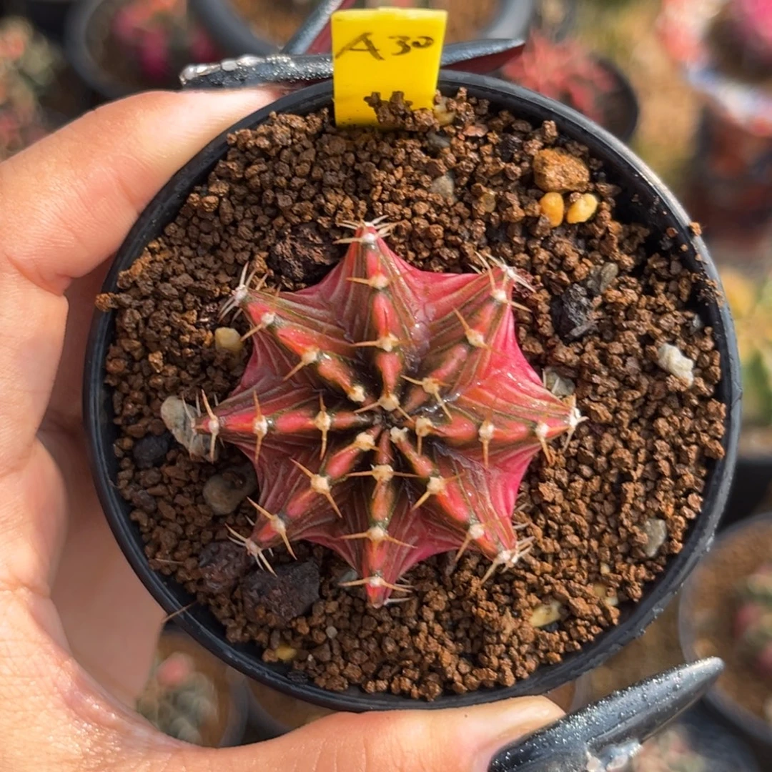 A30 泰系肋骨锦 带盆土