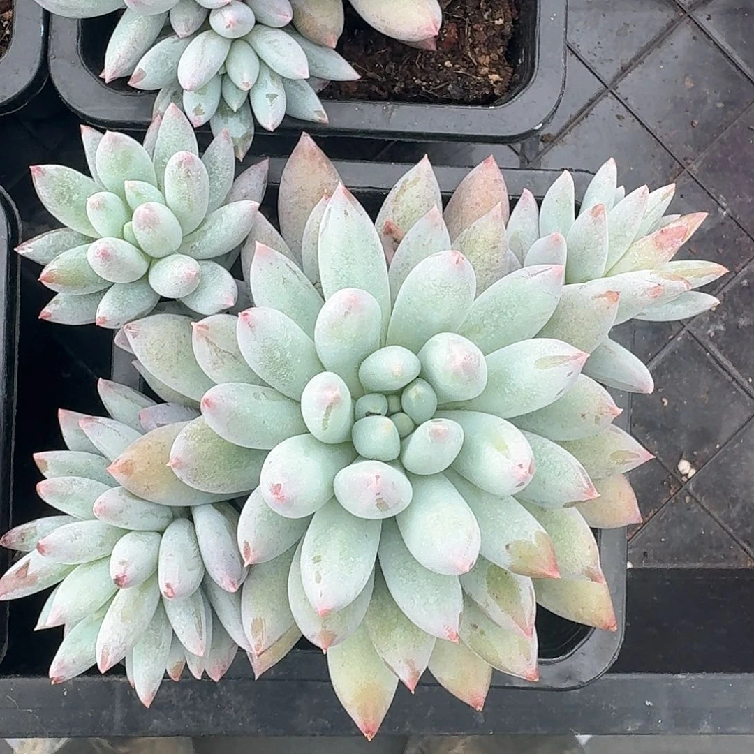 从前慢多肉编号所罗门