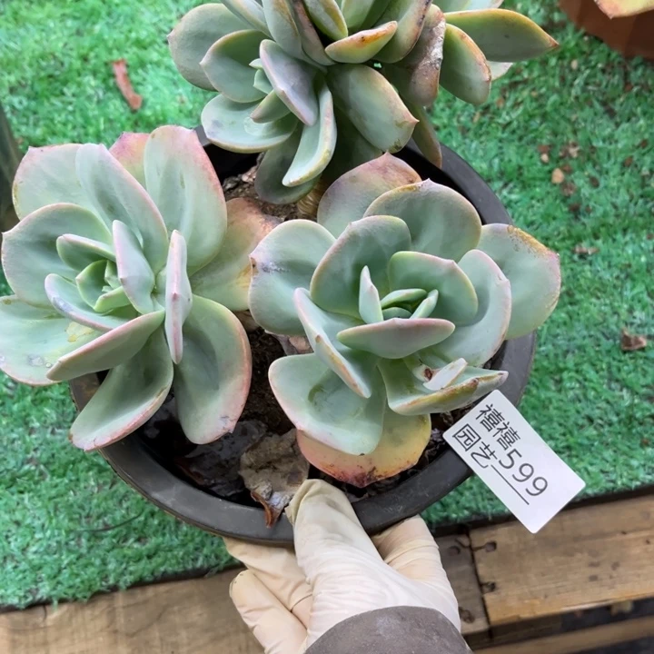 小*599凤群多肉植物