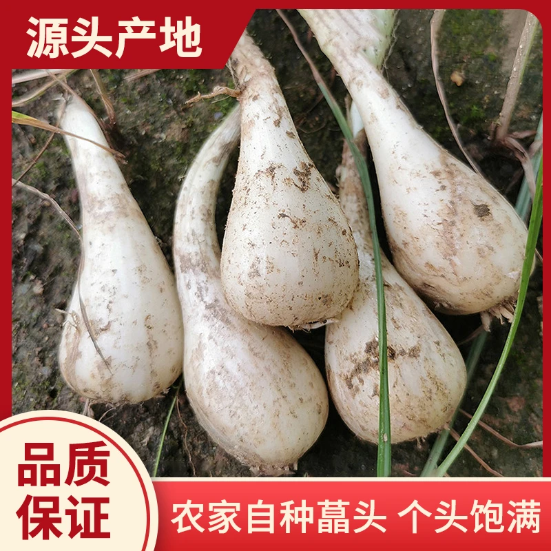 （新人福利）荞头新鲜藠头无须无叶现挖现发农家高山出土茭头把子蒜