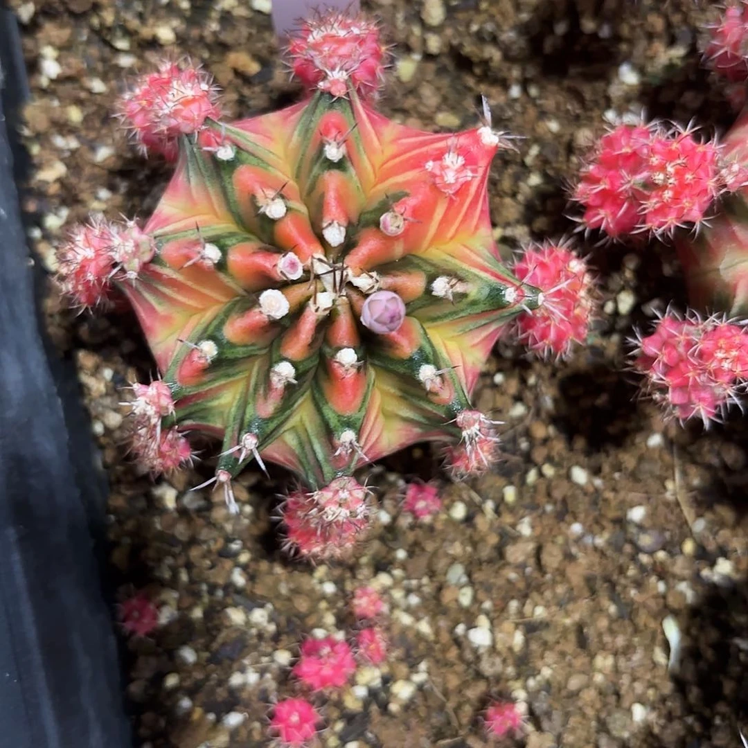 402-0703泰国发货多肉