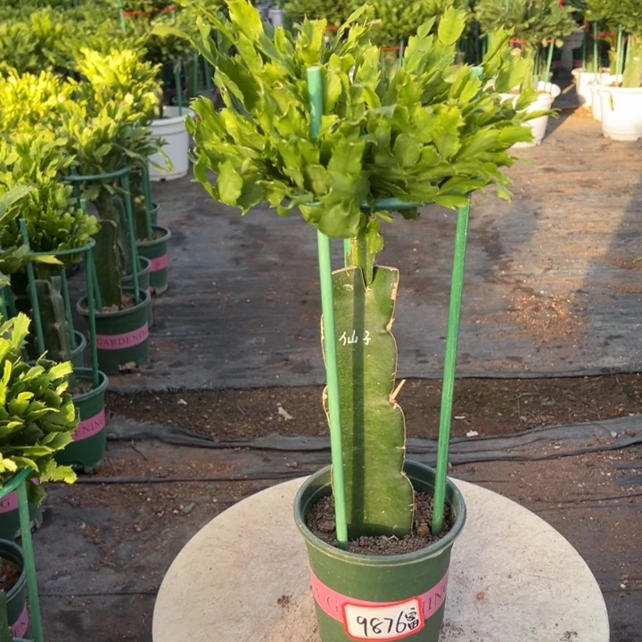 荷花仙子蟹爪兰9876