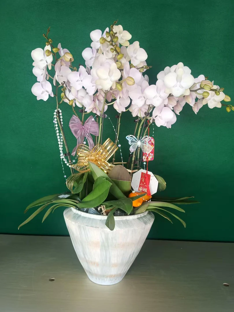 年宵花蝴蝶兰 威尼斯