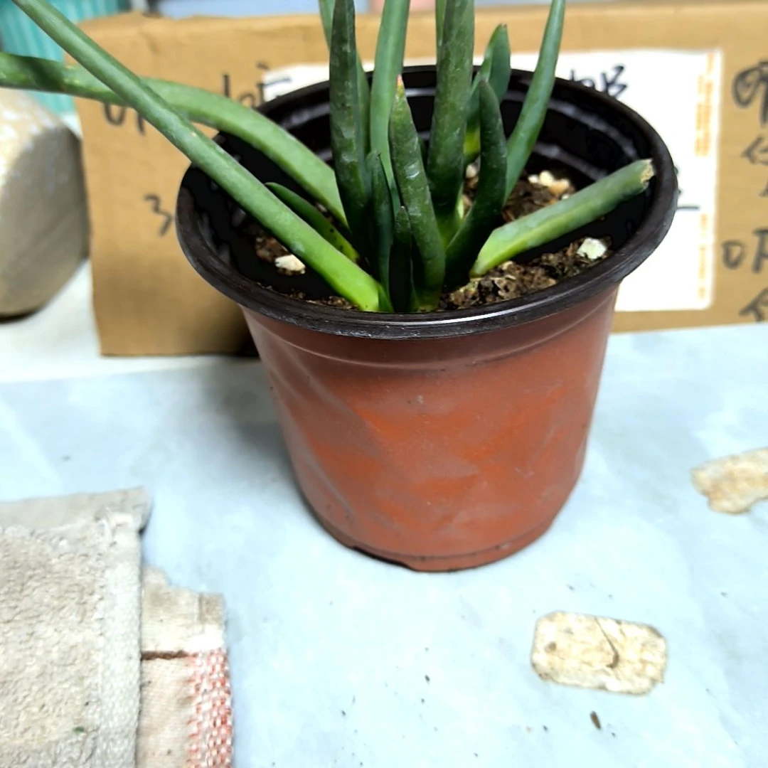 满6元包邮，#奔龙福利