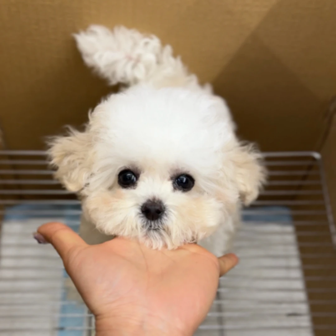 袁孃孃宠物严选黄白花泰迪熊超小体妹妹（芋泥）