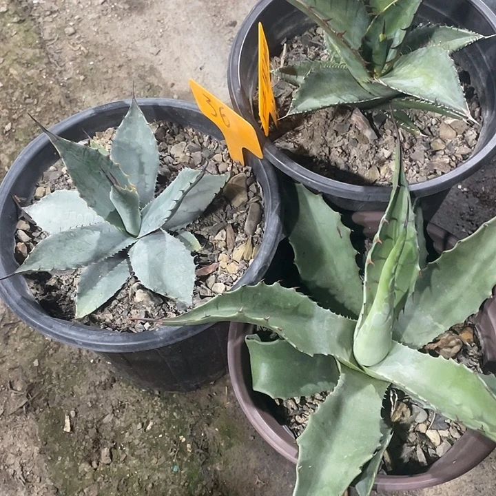 无花朵龙舌兰绿色植物