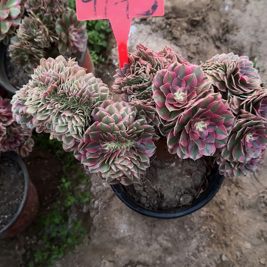 亦***财4143倾城多肉法师