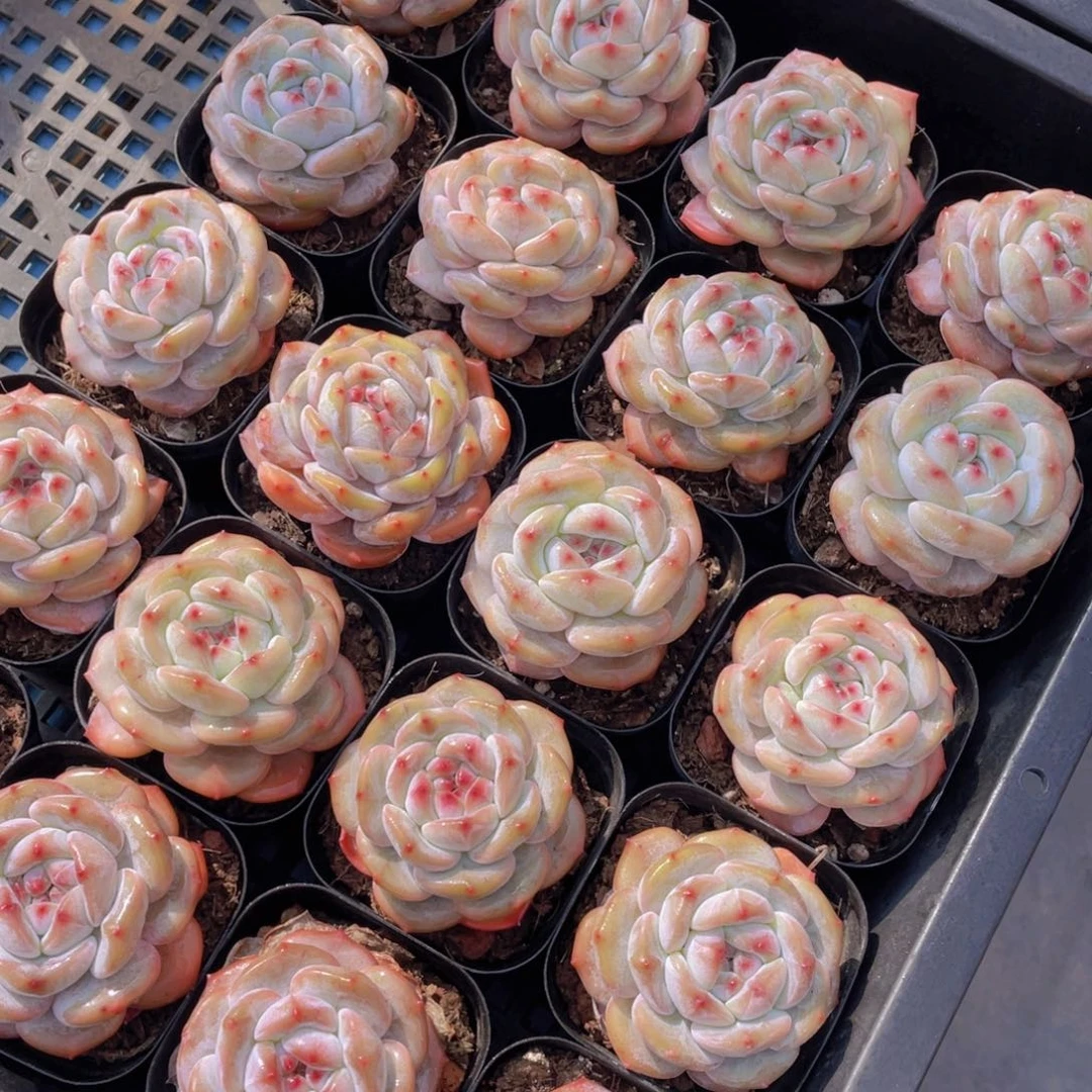 量拍3号紫皮石榴籽星影单头两个