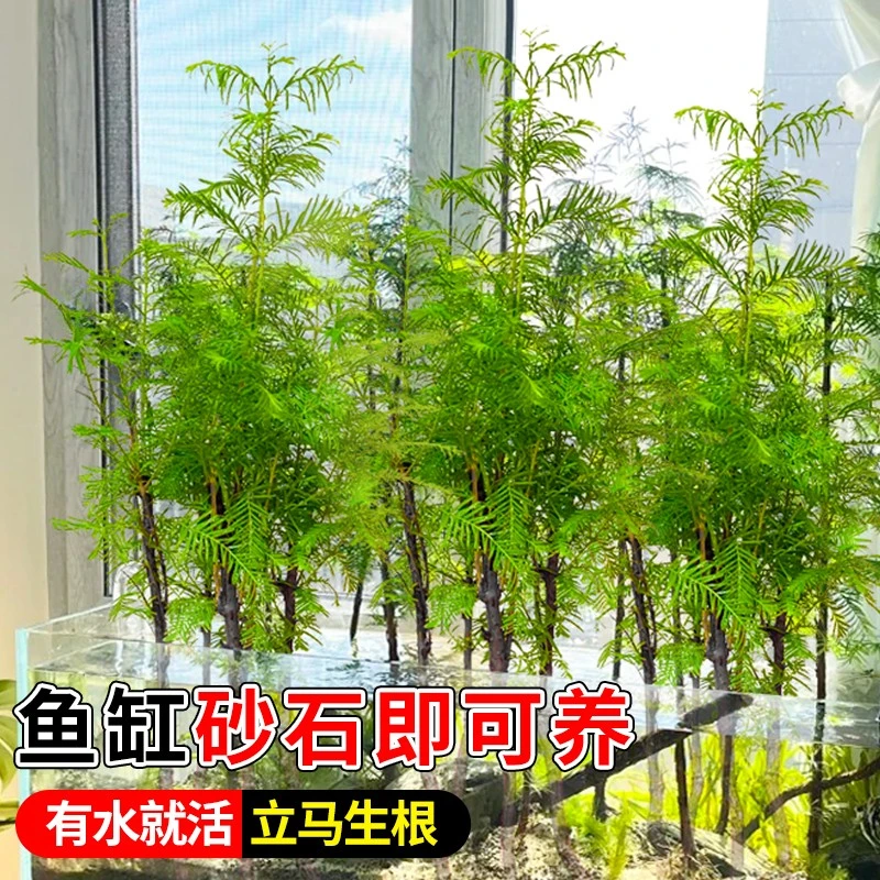 水培水杉树苗鱼缸造景溪流缸盆栽盆景鱼池水生植物绿植水培绿植
