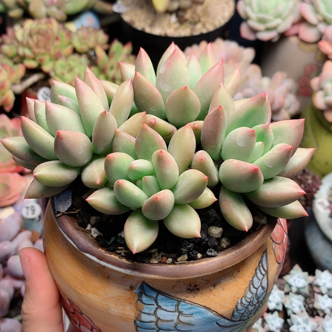 【闪购商品】云带盆