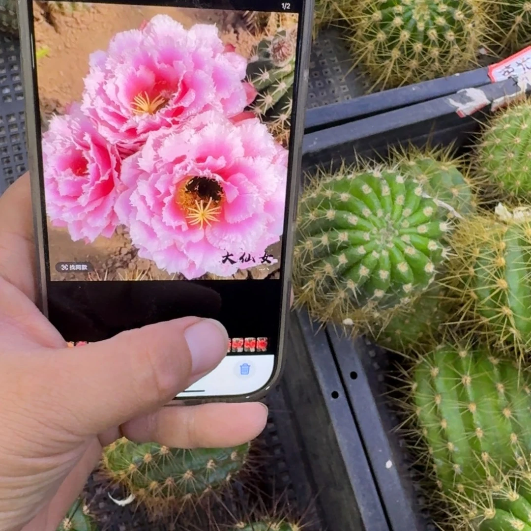 349毛大仙女歪无根侧牙4公分左右，20包邮