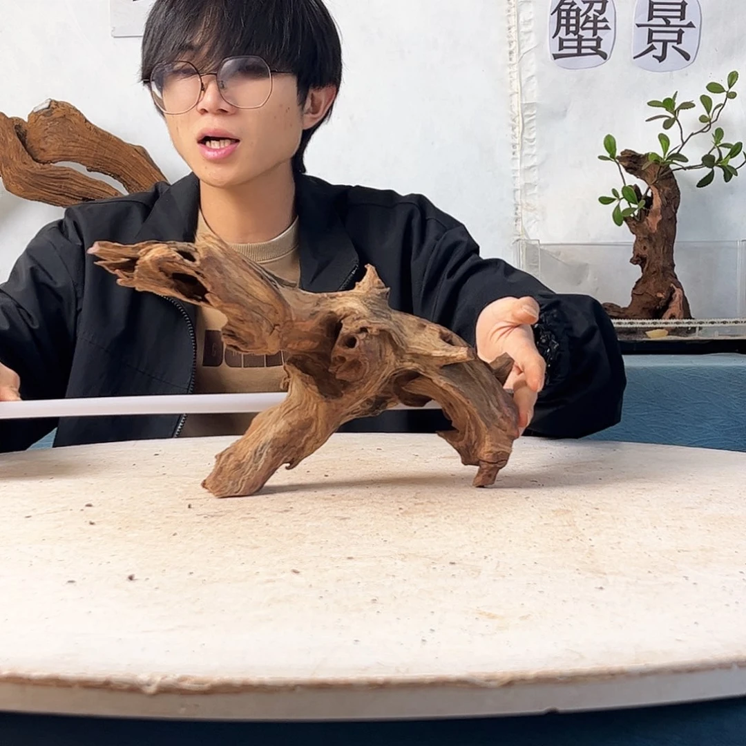 30.12.18 沉木造景爬宠造景
