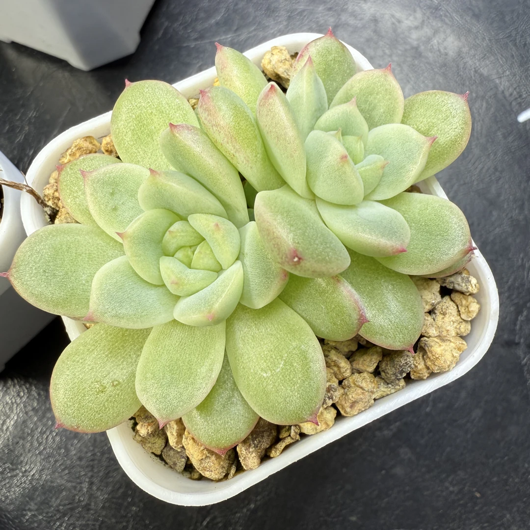 白小七 多肉植物 盆口5.3厘米