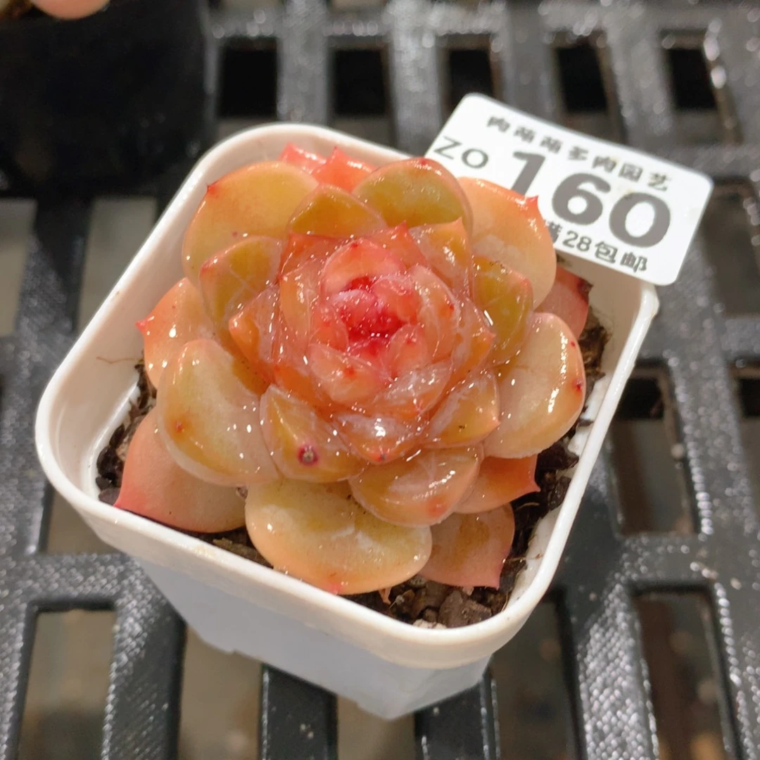 肉萌萌拇指盆精控多肉ZO160