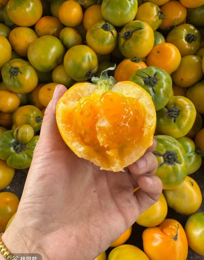 正宗宁夏黄瓤西红柿沙瓤露天口感西红柿5斤装