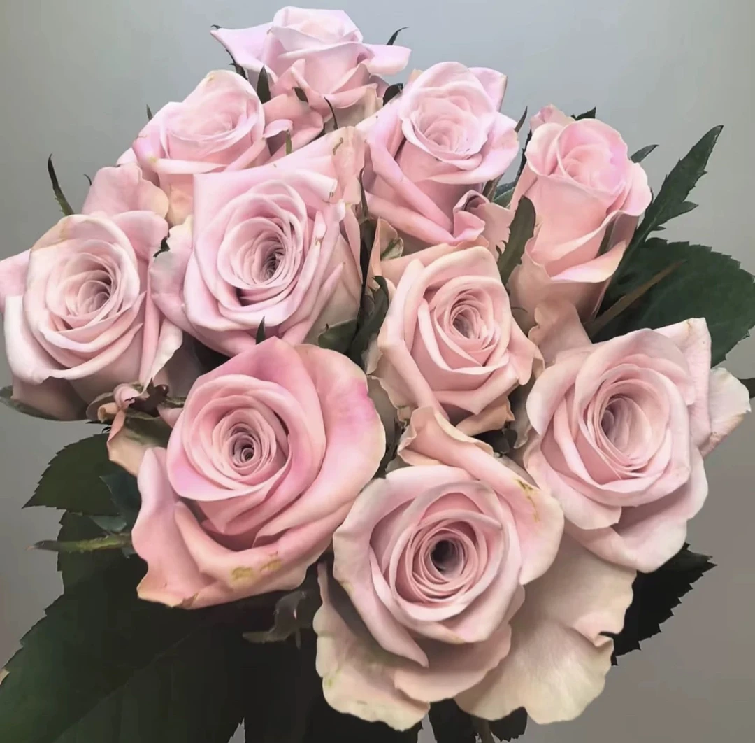 玫瑰半岛 粉曼塔/甜蜜曼塔 新品切花月季大花直立耐热耐晒灌木