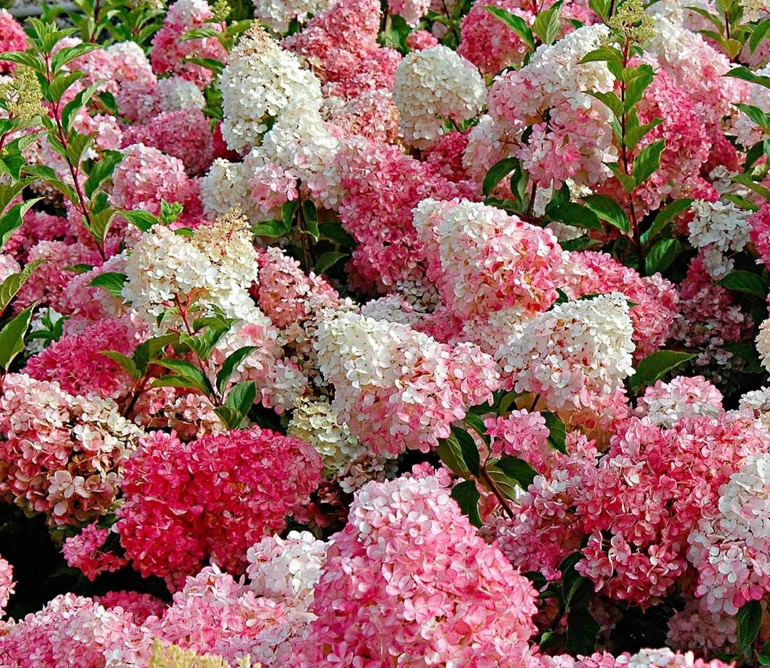 圆锥绣球【香草草莓】（新老枝开花）贵州露天绣球