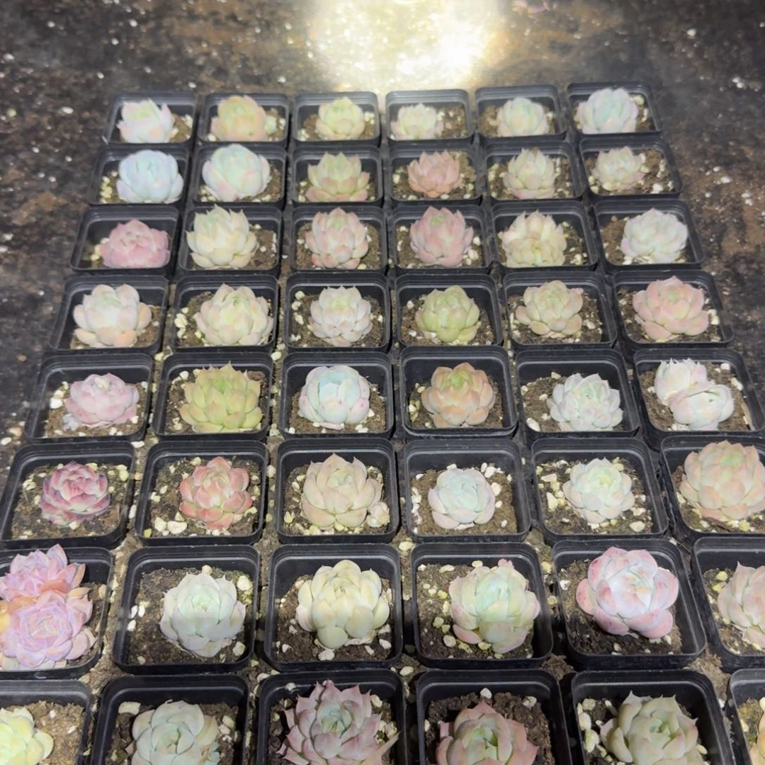 月影杂交四十八颗量拍21-7