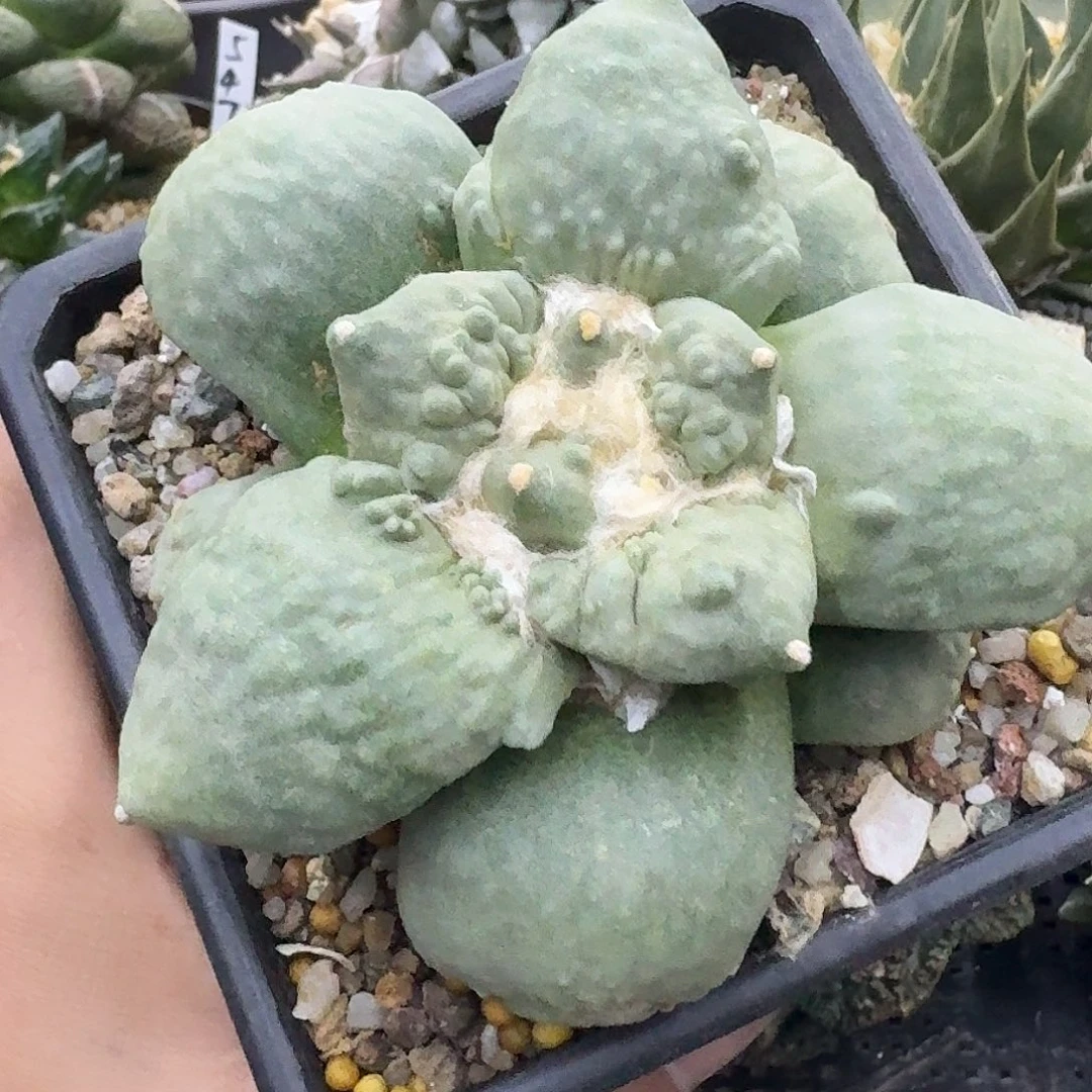 自根怒涛牡丹，未来可期