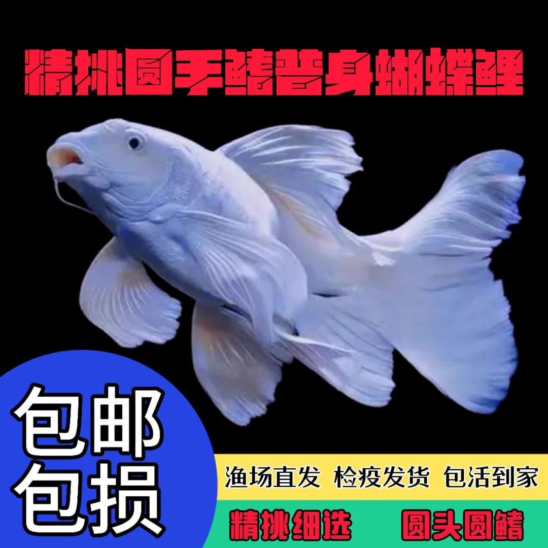 精品普身石膏白蝴蝶鲤冷水观赏鱼大5条