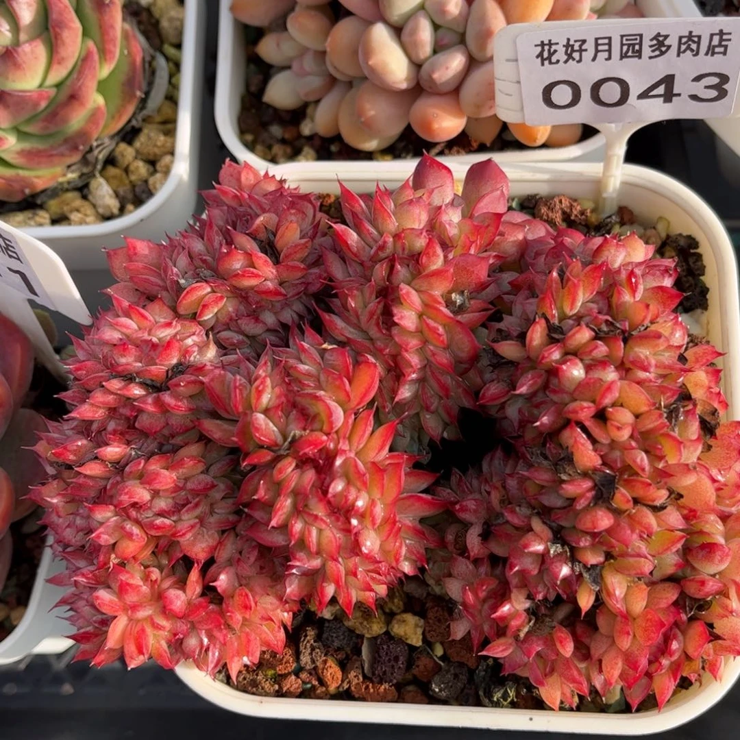 用***9多肉植物0043 满30包邮