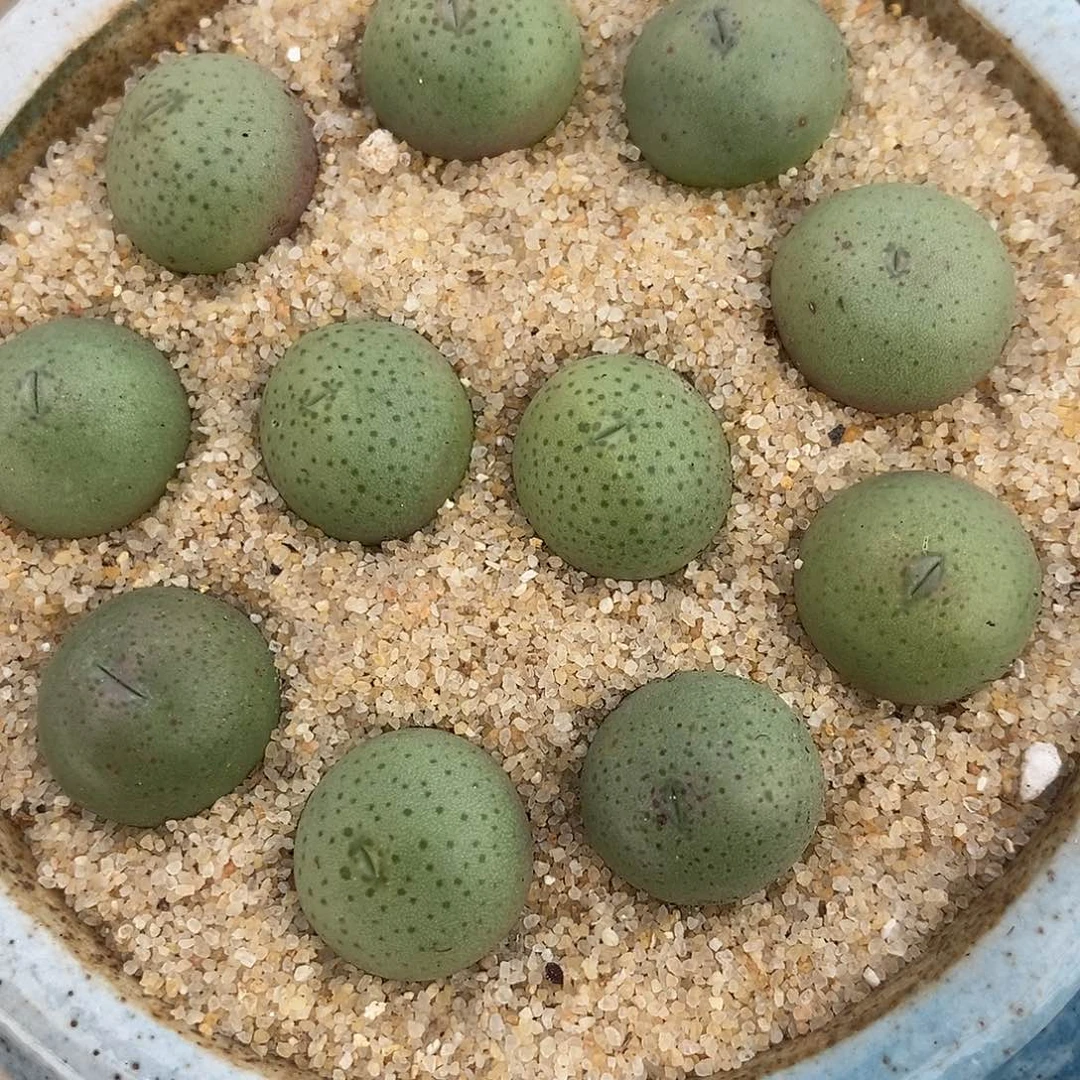 1634小拳拳一组。