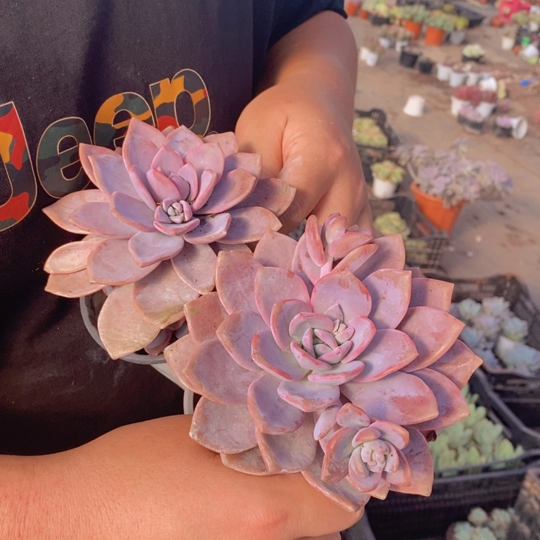 红茶大单头老桩两盆