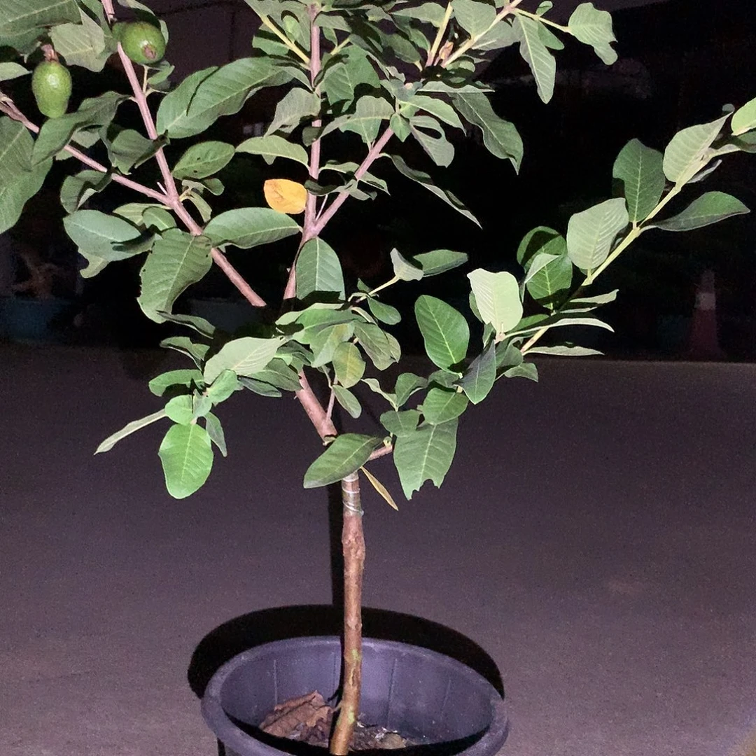 ****无花朵5678665886568656576676