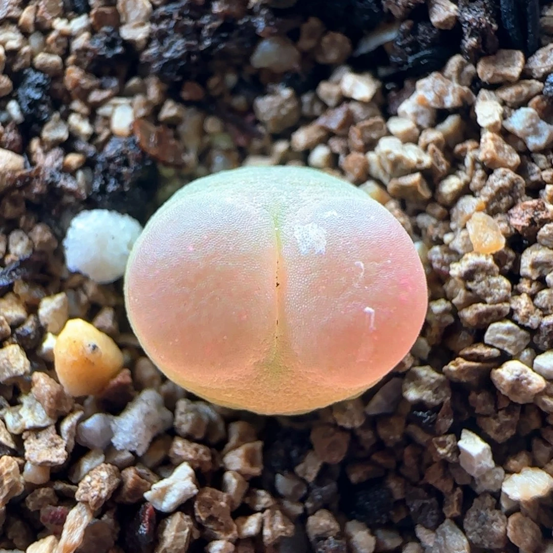 0139/尺寸0.8/三年半登登/