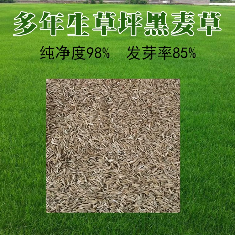 草坪草籽固土绿化草皮多年生黑麦草美国绿影庭院别墅路边护坡种子