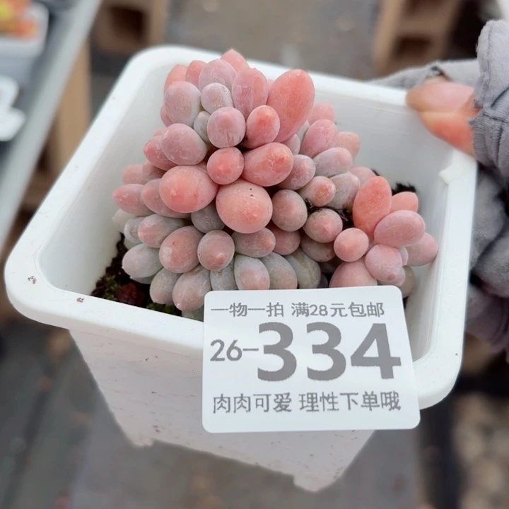 汤圆无盆土发货多肉多肉