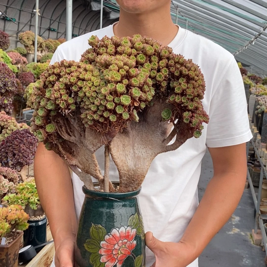 万圣节朵朵缀不带盆土