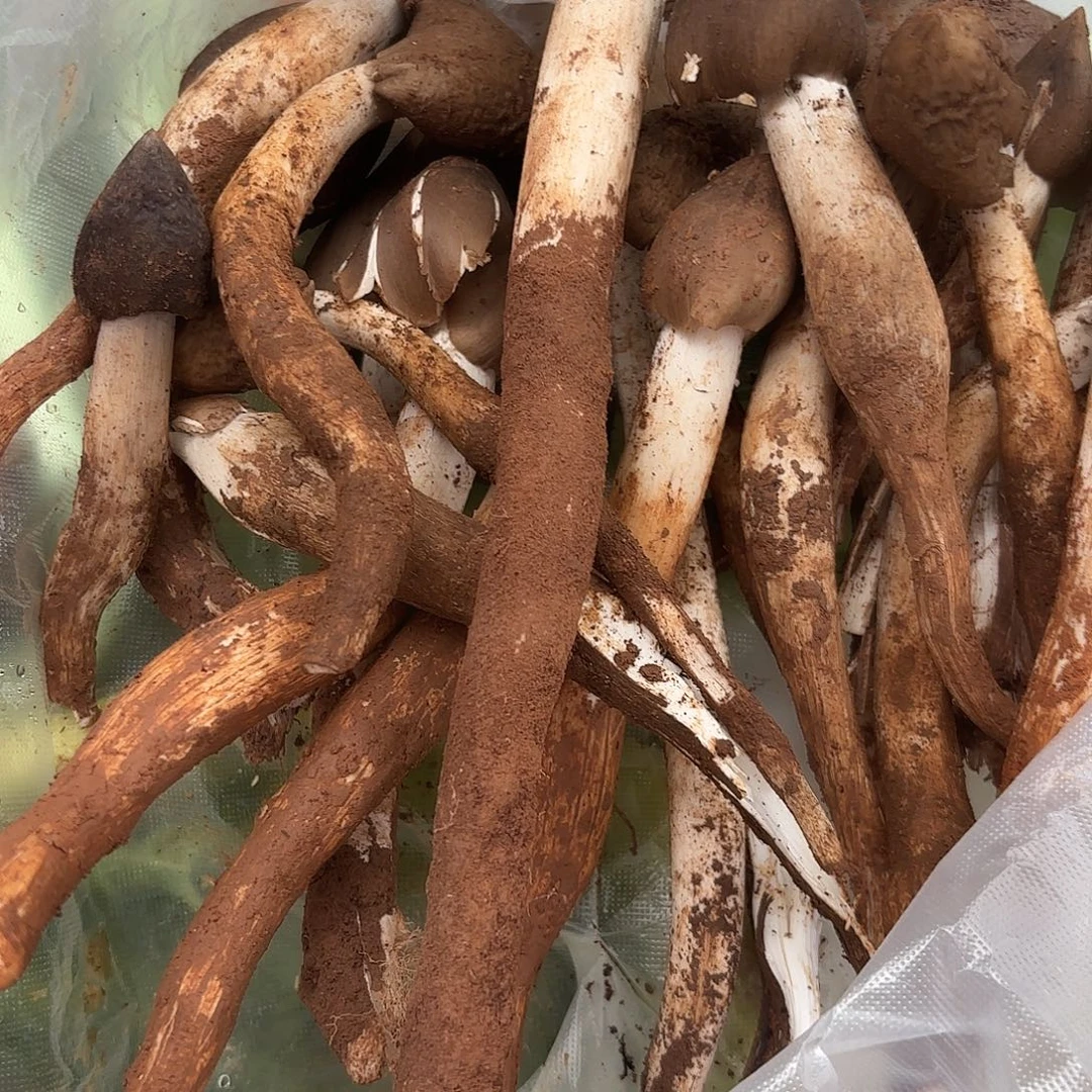 益***达云南南华野生菌中国大陆