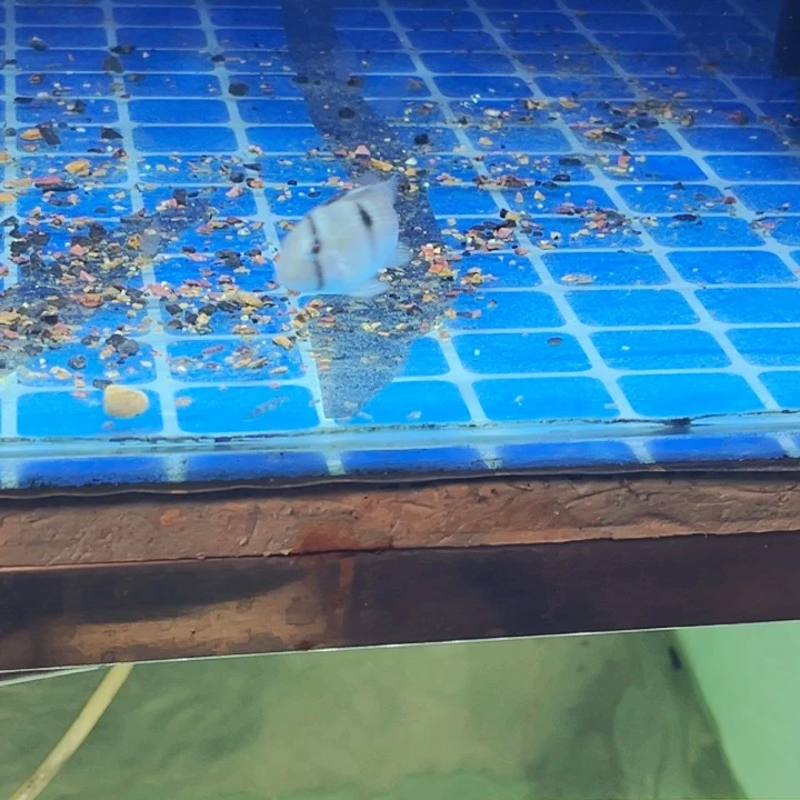 慈鲷枼**行5+金头藩王1只