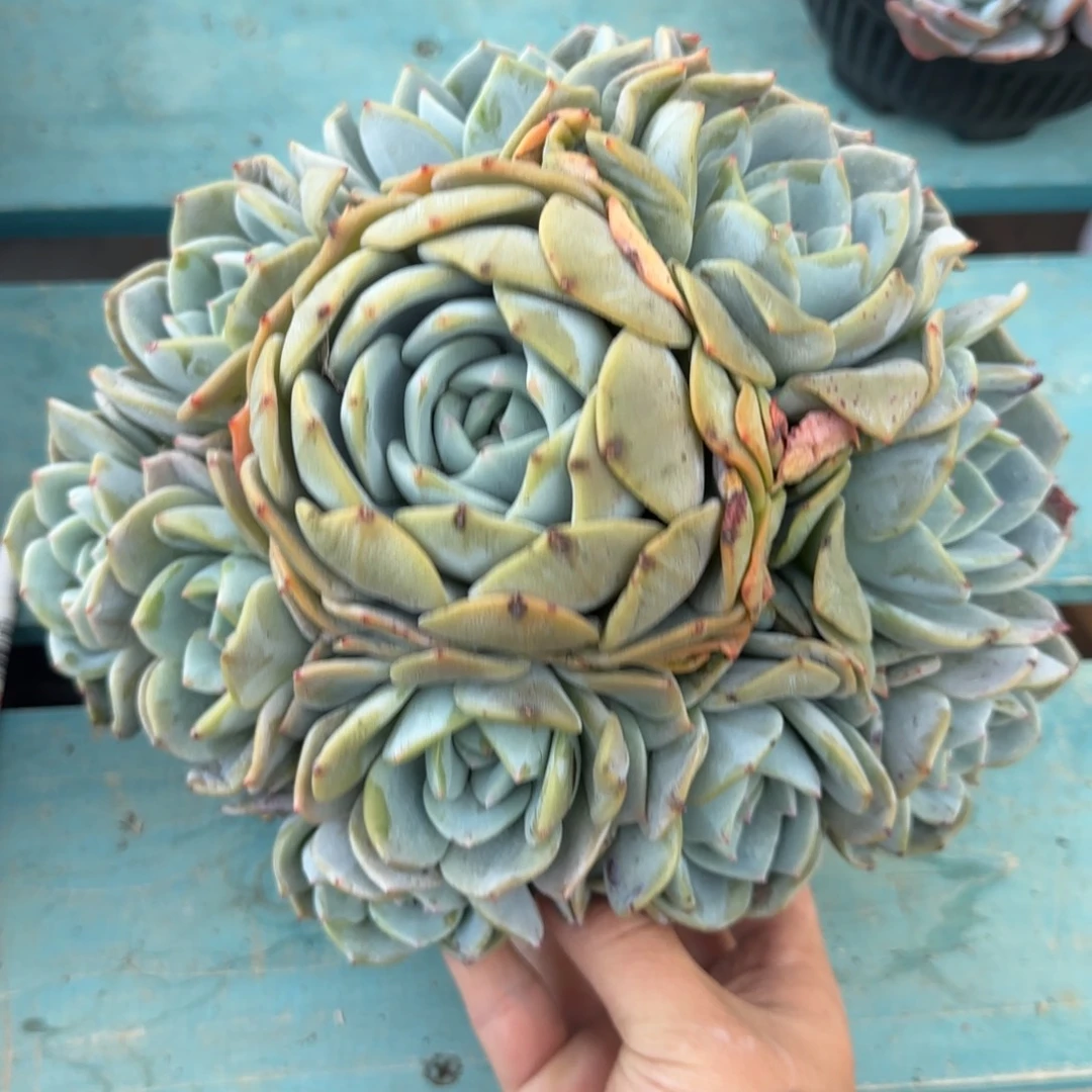 11头凤橙子发货点延迟