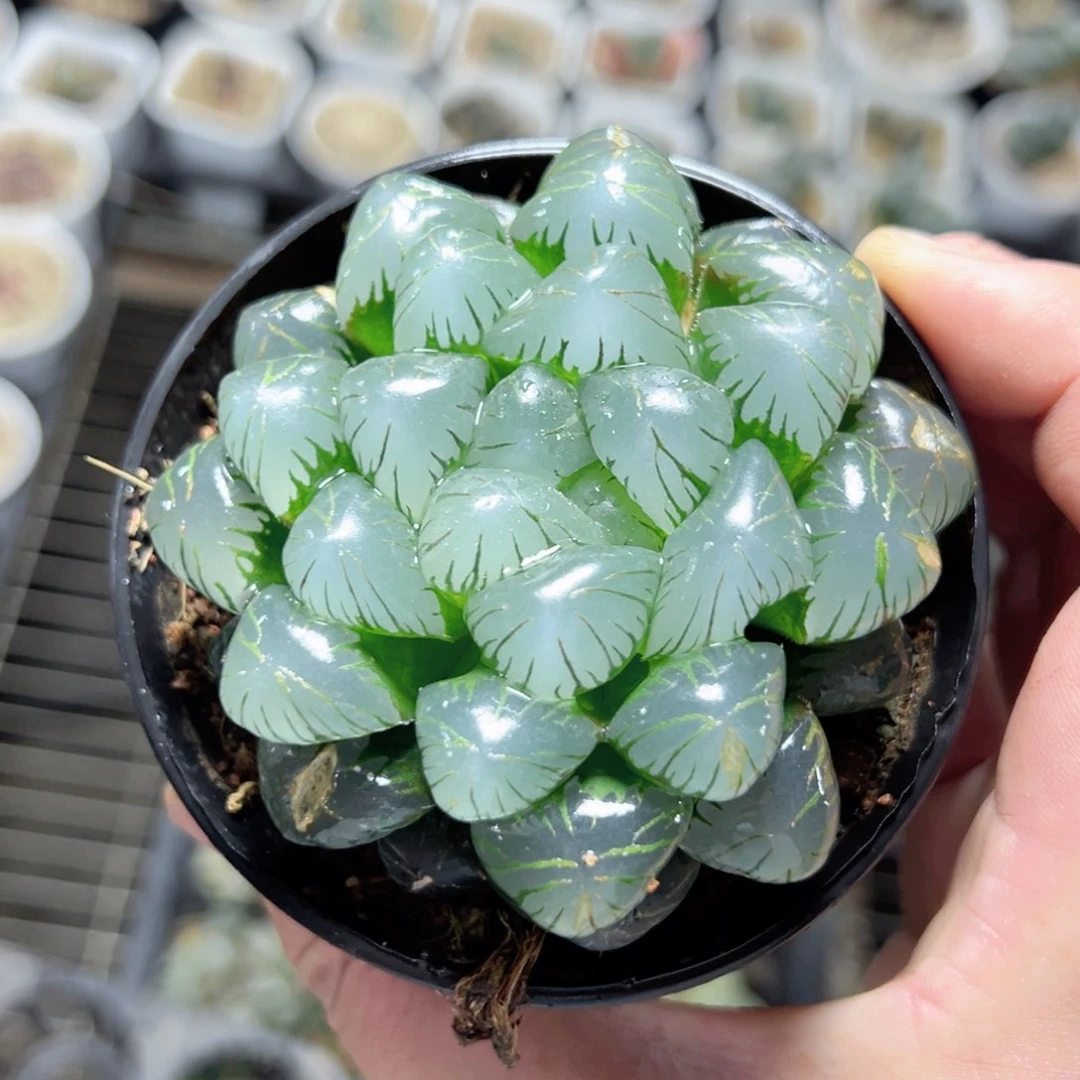星*3739多肉植物一颗