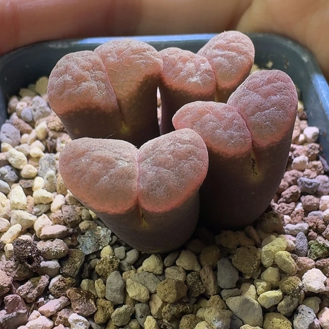 64号四头风铃一物一拍