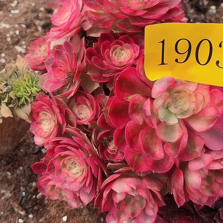 多肉植物福利1903