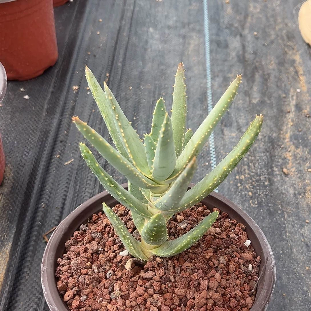 二崎芦荟多肉植物一个